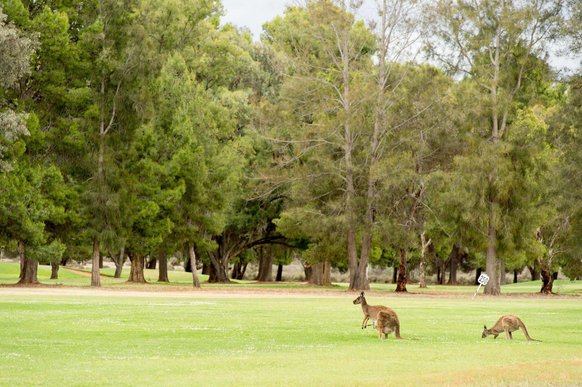 Renmark Country Club Exterior foto